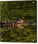 Alligator Acrylic Print
