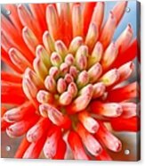 Aloe Flower Acrylic Print