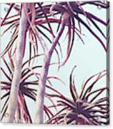 Aloe Trees Acrylic Print