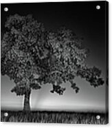 Alone At The Top Bw Acrylic Print