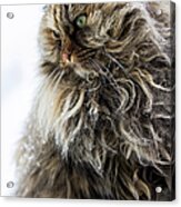 Alp Cat Metal Print By Gustav Stening