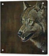 Alpha Male ......the Gray Wolf Acrylic Print