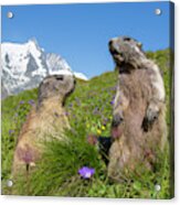 Alpine Marmot Pair Acrylic Print