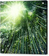 Amazing Bamboo View Acrylic Print