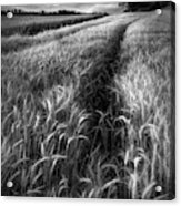 Amber Waves Of Grain In Black And White Acrylic Print