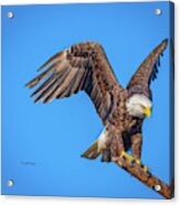 American Bald Eagle Incoming Acrylic Print