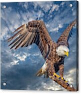 American Bald Eagle Incoming Two Acrylic Print