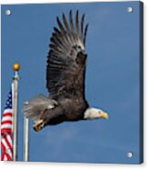 American Bald Eagle With Flag Acrylic Print
