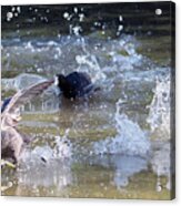 American Coot Chase 8408-042619-3cr Acrylic Print