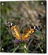 American Painted Lady Acrylic Print