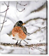 American Robin In The Snow Acrylic Print