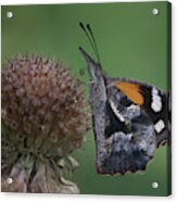 American Snout Butterfly On Bee Balm Seed Head Acrylic Print