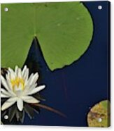 American Water Lily Acrylic Print