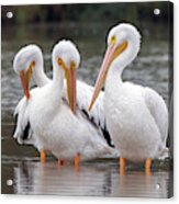 American White Pelicans 3606-120818-1cr Acrylic Print