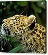 Amur Leopard Profile Acrylic Print