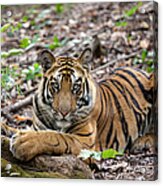 An Adult Tiger In Bandhavgarh National Acrylic Print