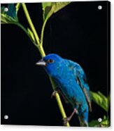 An Indigo Bunting Acrylic Print