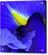 An Iris Never Blinks Acrylic Print