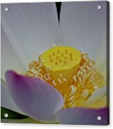 An Open Lotus Blossom Acrylic Print