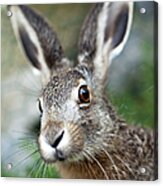 An Up Close Image Of A Brown Baby Hare Acrylic Print