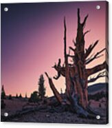 Ancient Bristlecone Pine Tree At Twilight Acrylic Print