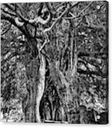 Ancient Yew Acrylic Print