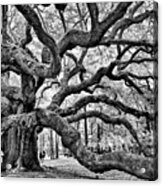 Angel Oak Tree Acrylic Print