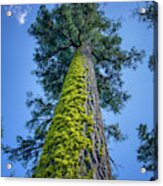 Angora Lakes Mossy Tree California Acrylic Print