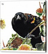 Angry Blackbird Acrylic Print