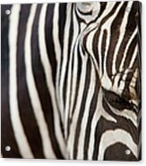 Animal Zebra Stripes Black And White Acrylic Print