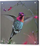 Anna's Hummingbird, Arizona Acrylic Print