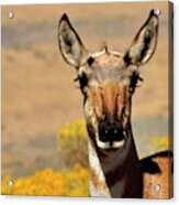 Antelope Sighting Acrylic Print