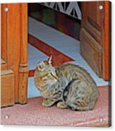 Antequera Kitty - Square Format Acrylic Print
