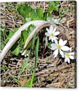 Antler And Bloodwort Flowers Acrylic Print