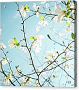 Apple Blossoms In Hordaland County Acrylic Print