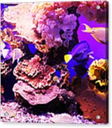 Aquarium Fish Acrylic Print