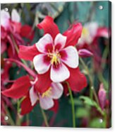 Aquilegia Swan Red And White Flower Acrylic Print