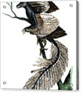 Archaeopteryx - The First Bird, 1886 Acrylic Print