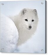 Arctic Fox Exploring Fresh Snow Acrylic Print
