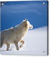 Arctic Wolf In Deep Snow Of Winter Acrylic Print