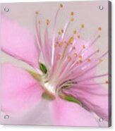 Art Of A Pink Blossom By Kaye Menner Acrylic Print