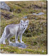 Artic Fox In Svalbard Acrylic Print