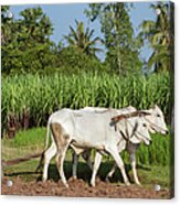 Asian Young Farmer Working The Field Acrylic Print