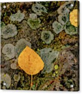 Aspen Leaves And Lichen Acrylic Print