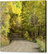 Aspen Tunnel Acrylic Print