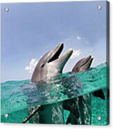 Atlantic Bottlenose Dolphins Tursiops Acrylic Print