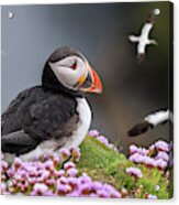 Atlantic Puffin And Soaring Gannets Acrylic Print