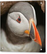 Atlantic Puffin At The Entrance To A Burrow Acrylic Print