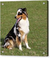 Australian Shepherd 02 Acrylic Print