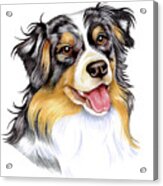 Australian Shepherd Acrylic Print